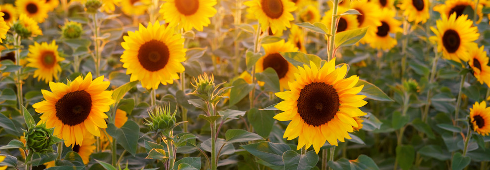 Wundervolle Sonnenblumen